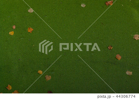 英国　イギリス　水面　密集　浮き草　絨毯　緑色 44306774