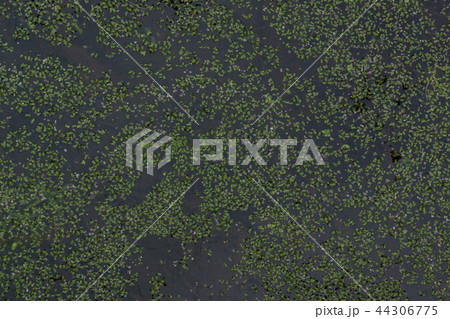 英国　イギリス　水面　密集　浮き草　絨毯　緑色 44306775