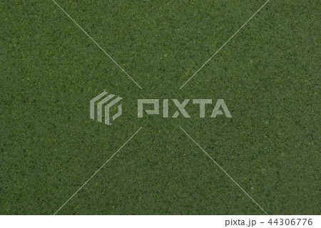 英国　イギリス　水面　密集　浮き草　絨毯　緑色 44306776