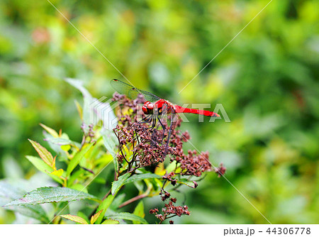赤トンボ 44306778