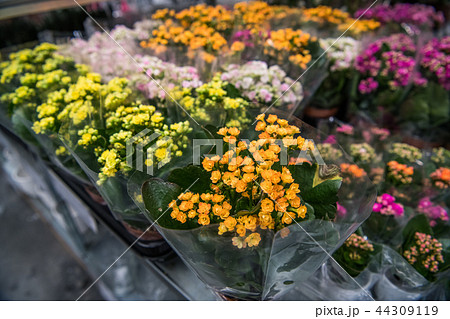 Bouquet of colorful roses and other flowers at the entry to flower shop at farmers' market 44309119