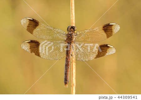 Beautiful nature scene with dragonfly Beautiful nature scene with dragonfly 44309541