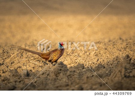 Common Pheasant (Phasianus colchicus) Common Pheasant (Phasianus colchicus) 44309769