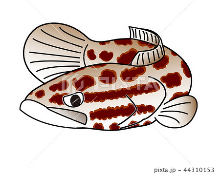 ライギョくん ライギョくん 44310153