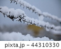 barbed wire fence on winter time backgruond white snow 44310330