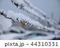 barbed wire fence on winter time backgruond white snow 44310331
