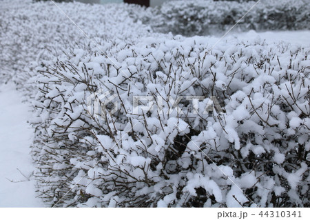 The snow on a branch in the winter. 44310341