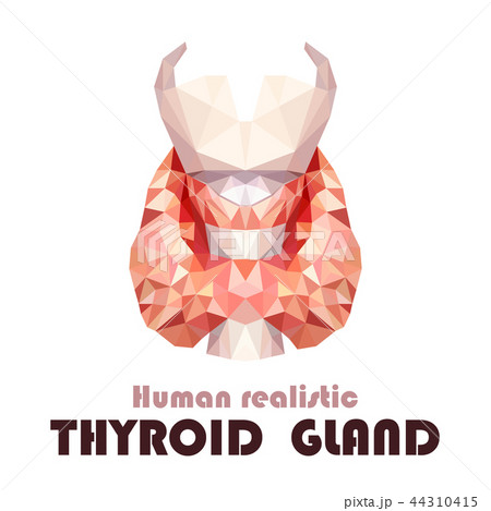 Realistic thyroid gland in low poly. Human 3d Realistic thyroid gland in low poly. Human 3d 44310415