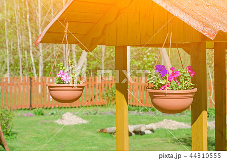 Multi-colored petunias in pots. Multi-colored petunias in pots. 44310555