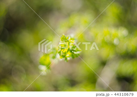 Fresh green hairy sprouting leafs 44310679