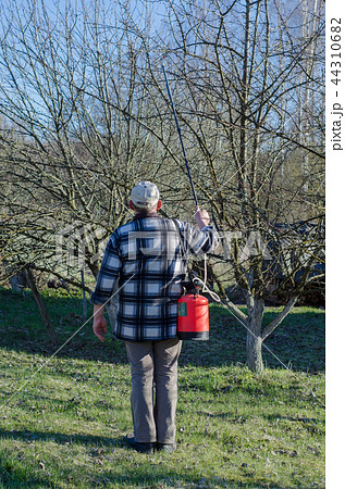 Agricultural worker in a citrus plantation Agricultural worker in a citrus plantation 44310682