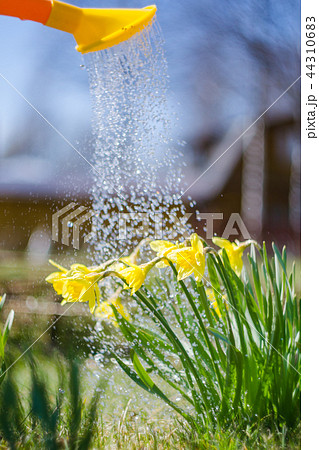Yellow blooming daffodil with water drops.  44310683