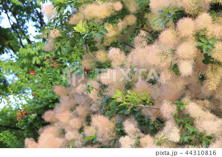 初夏のスモークツリー　 44310816