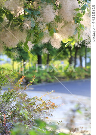 初夏のスモークツリー　 44310819