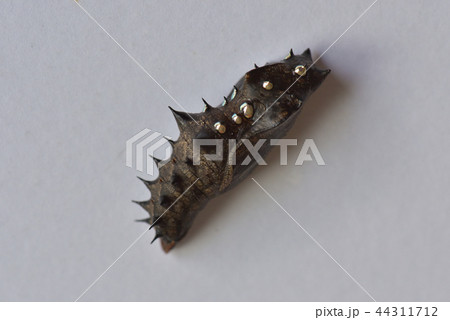 蛹　ツマグロヒョウモン 44311712