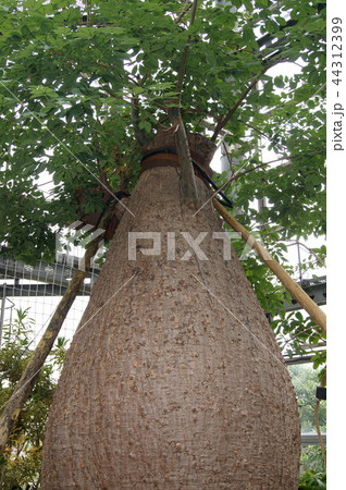 パラボラッチョ 44312399