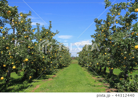 信州リンゴ 北アルプス山麓のリンゴ畑 信州リンゴ 北アルプス山麓のリンゴ畑 44312440