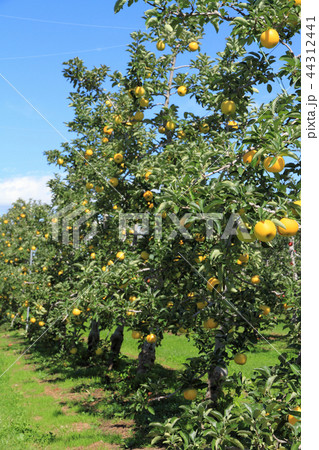 信州リンゴ　北アルプス山麓のリンゴ畑 44312441