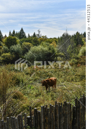 白頭山 中国の トウモロコシ 44312515