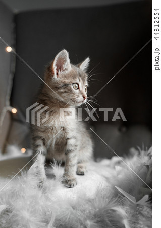A cute gray kitten looks through the window 44312554