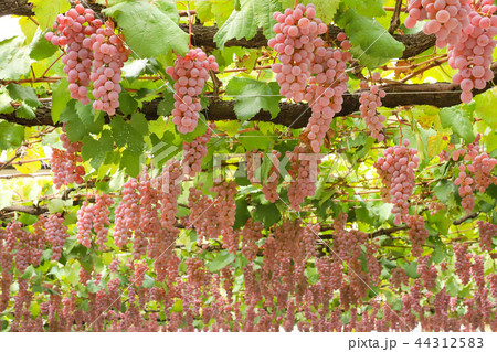 ぶどう狩り　甲州 44312583