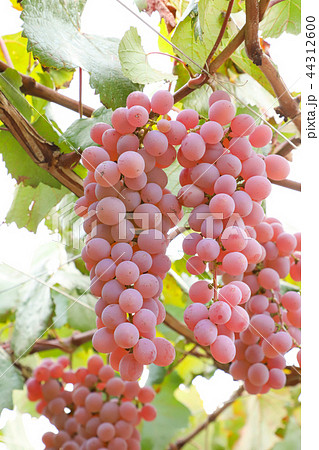 ぶどう狩り　甲州 44312600