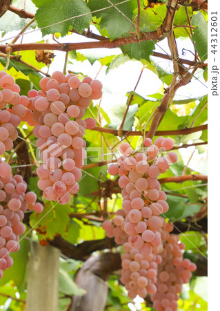 ぶどう狩り　甲州 44312601