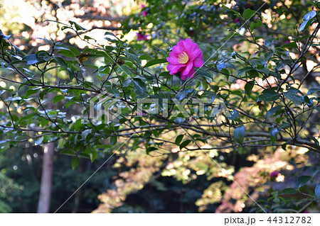 法然院 椿 法然院 椿 44312782