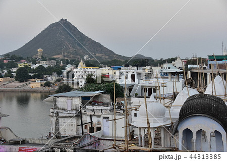 インドのプシュカル　街に出没したハマヌーン・ラングールの群れ 44313385
