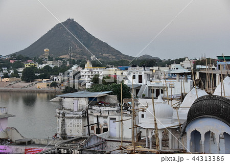 インドのプシュカル　街に出没したハマヌーン・ラングールの群れ 44313386