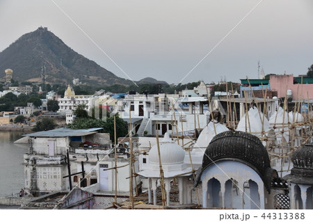 インドのプシュカル　街に出没したハマヌーン・ラングールの群れ 44313388