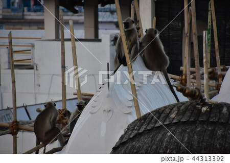 インドのプシュカル　街に出没したハマヌーン・ラングールの群れ 44313392