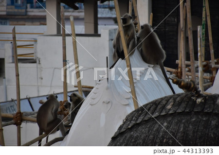 インドのプシュカル　街に出没したハマヌーン・ラングールの群れ 44313393