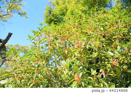 キンモクセイの花 44314006