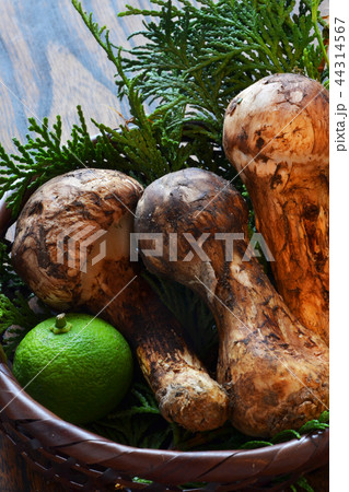 秋の松茸 秋の松茸 44314567