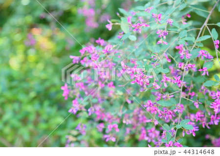 ハギの花 ハギの花 44314648