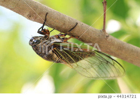 夏蝉 夏蝉 44314721