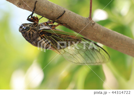 夏蝉 夏蝉 44314722