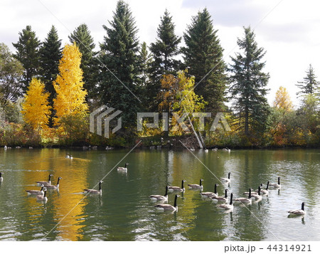 Hawrelak Parkの紅葉と水鳥 at カナダ、エドモントン Hawrelak Parkの紅葉と水鳥 at カナダ、エドモントン 44314921