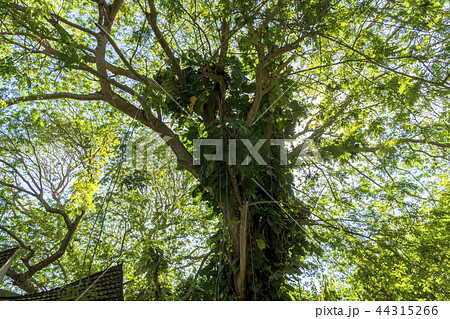 インド洋のリゾートアイランド 44315266