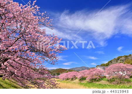 南伊豆の河津桜 南伊豆の河津桜 44315943