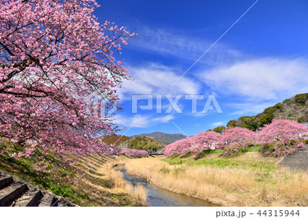 南伊豆の河津桜 南伊豆の河津桜 44315944