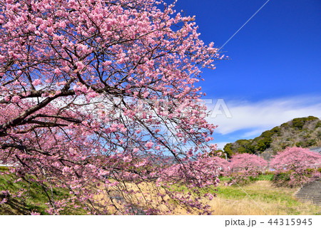 南伊豆の河津桜 南伊豆の河津桜 44315945