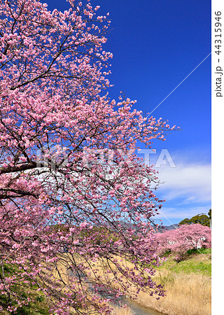 南伊豆の河津桜 南伊豆の河津桜 44315946
