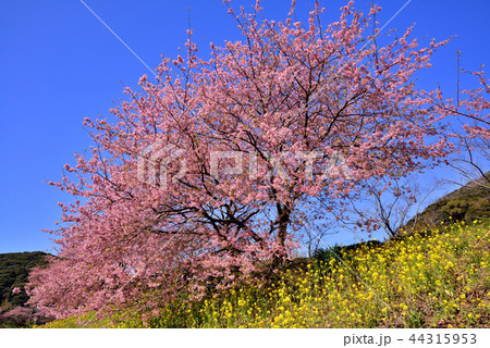南伊豆の河津桜 南伊豆の河津桜 44315953