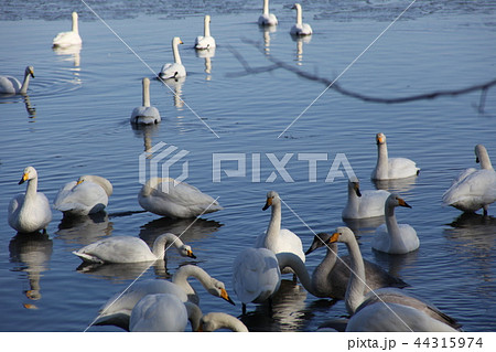 白鳥_サロマ湖 白鳥_サロマ湖 44315974