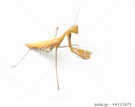 Praying mantis Brown (Mantis religiosa) Praying mantis Brown (Mantis religiosa) 44315975
