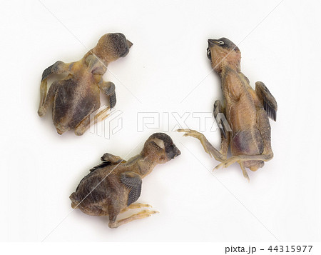 Dead bird on white background. Dead bird on white background. 44315977