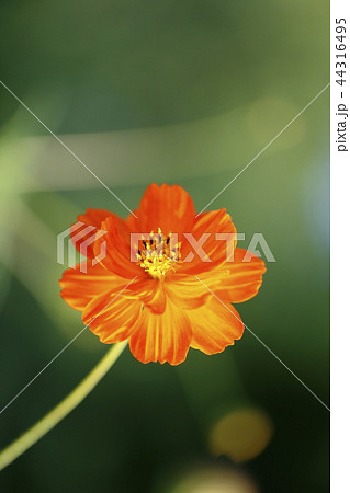 キバナコスモス 一輪 44316495