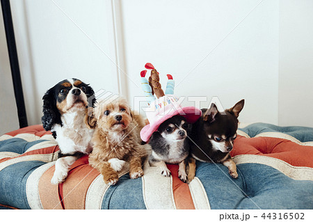 誕生日の犬をお祝いしている犬たち チワワ チワプー キャバリア の写真素材 44316502 Pixta